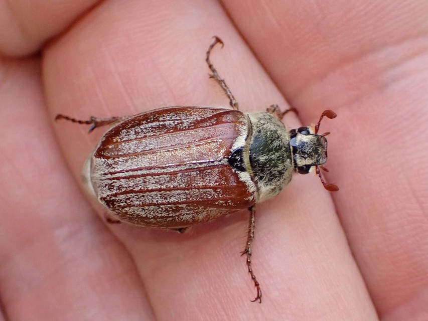Melolontha pectoralis - hamvas cserebogár