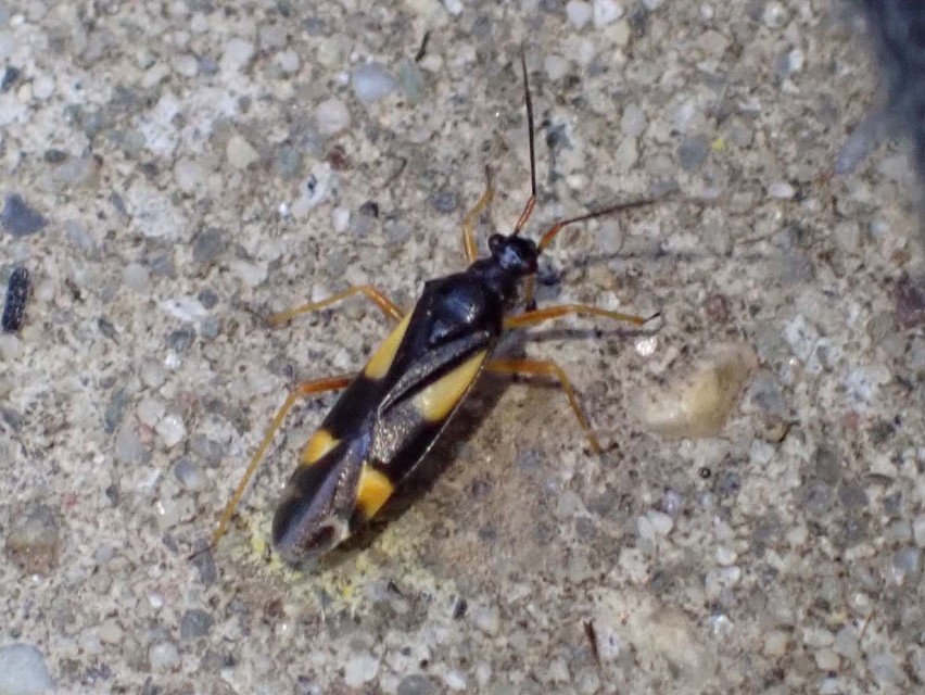 Dryophilocoris flavoquadrimaculatus - sárgafoltos mezeipoloska