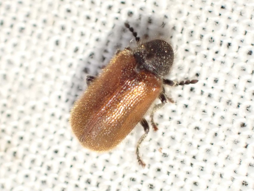 Hedobia pubescens - szőrös álszú