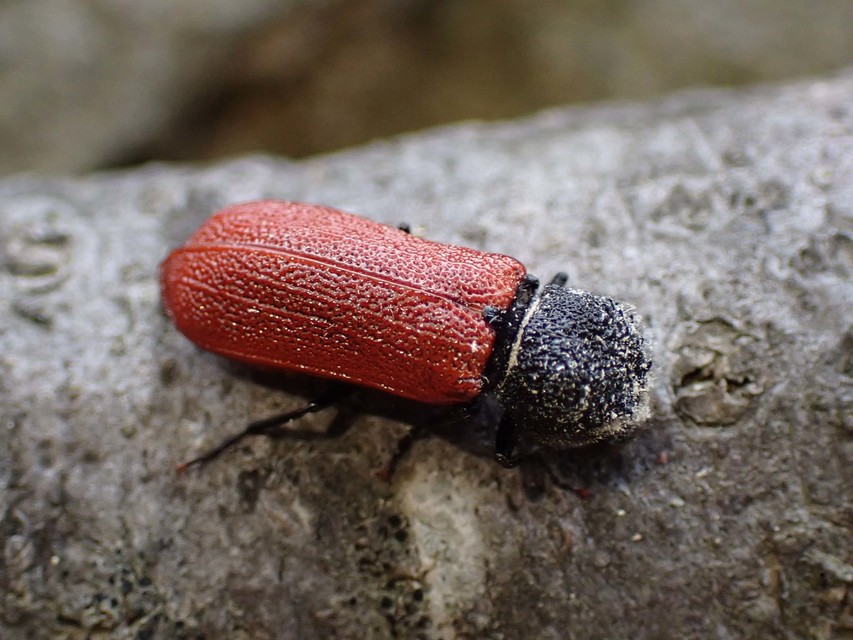 Bostrichus capucinus - piros csuklyásszú