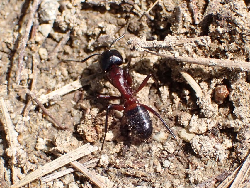 Camponotus ligniperda - faodvasító lóhangya