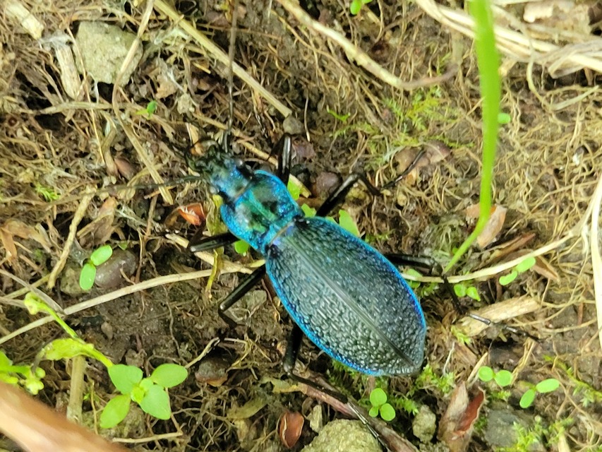 Carabus intricatus - kék laposfutrinka
