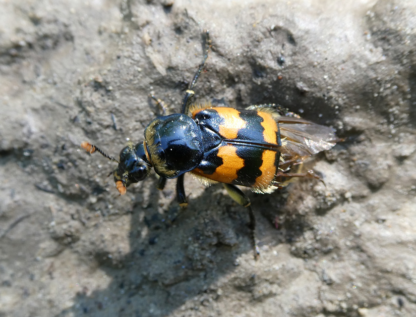 Nicrophorus vespillo - közönséges temetőbogár
