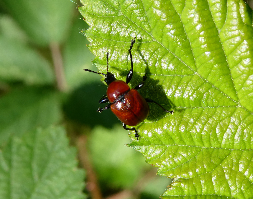 Attelabus nitens - tölgy-levélsodró