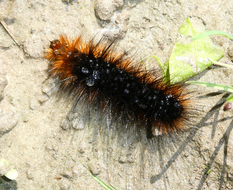 Arctia caja - közönséges medvelepke