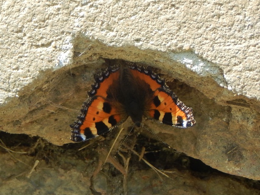 Nymphalis urticae - kis rókalepke