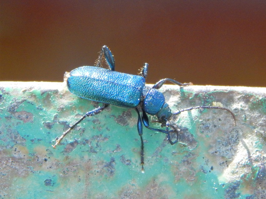Callidium violaceum - kék korongcincér