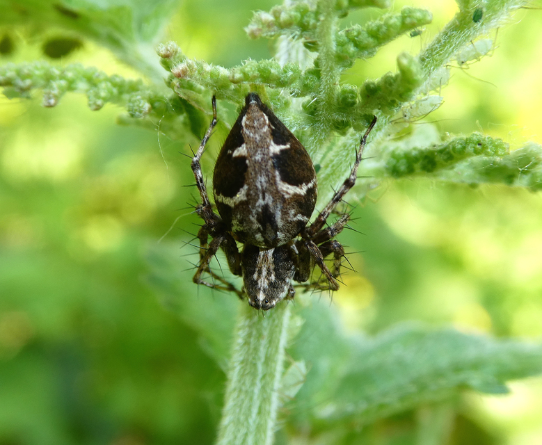 Oxyopes ramosus