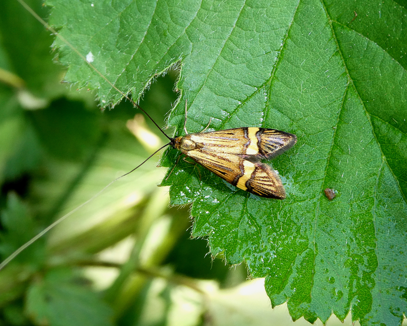 Nemophora degeerella - pompás tőrösmoly