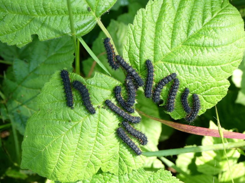 Saturnia pavoniella/pavonia