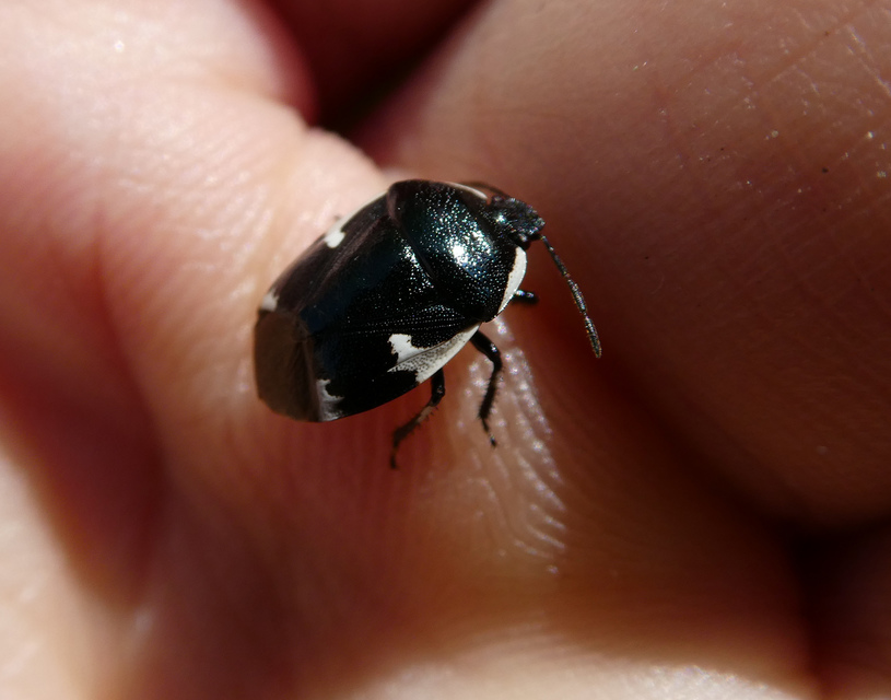 Tritomegas sexmaculatus - hatfoltos földipoloska