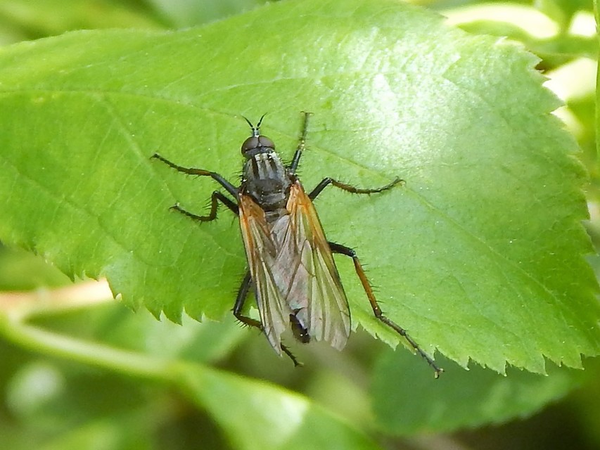 Empididae - táncoslegyek