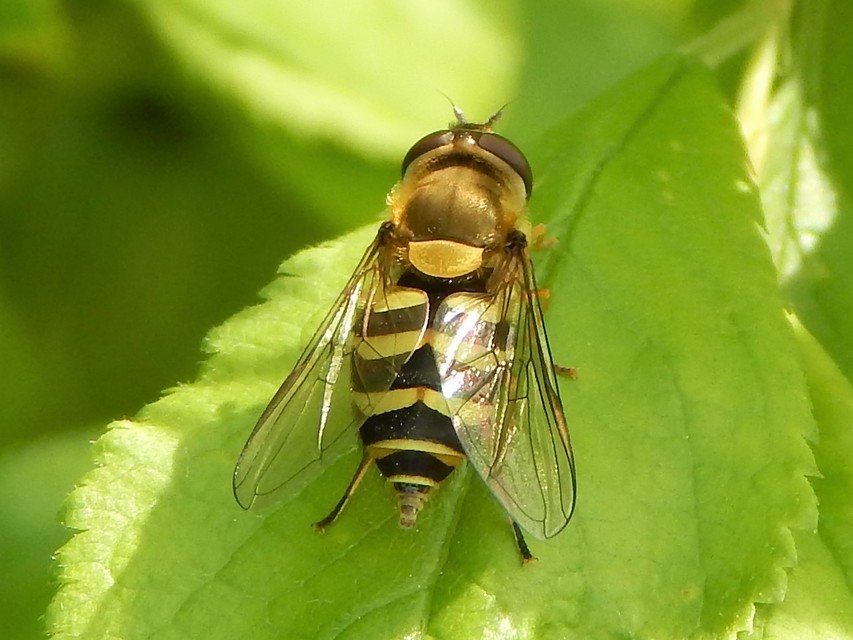 Syrphidae - zengőlegyek