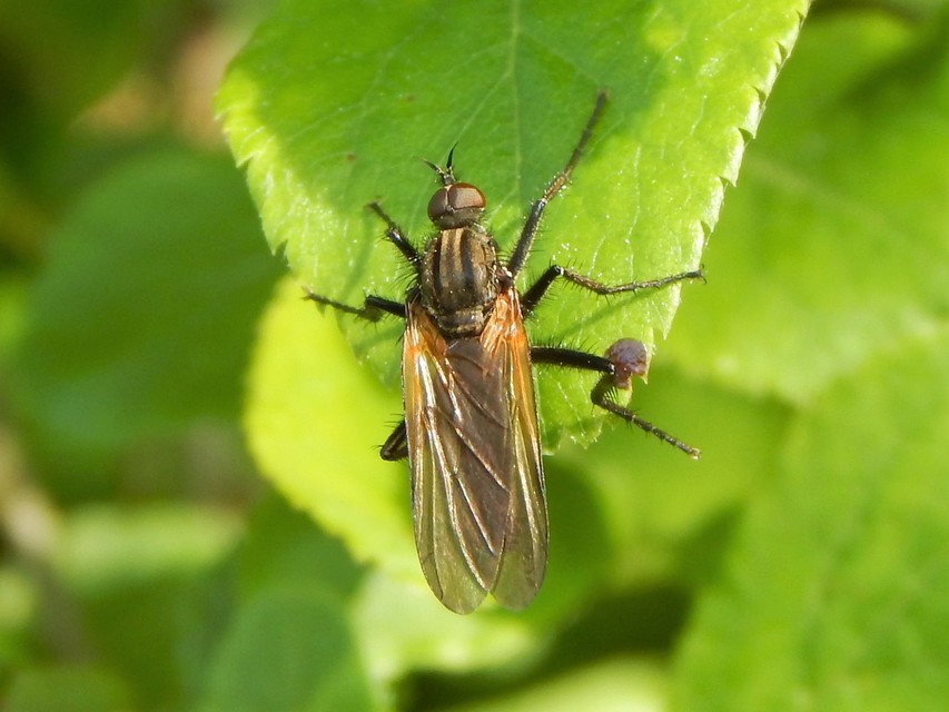 Diptera - Kétszárnyúak