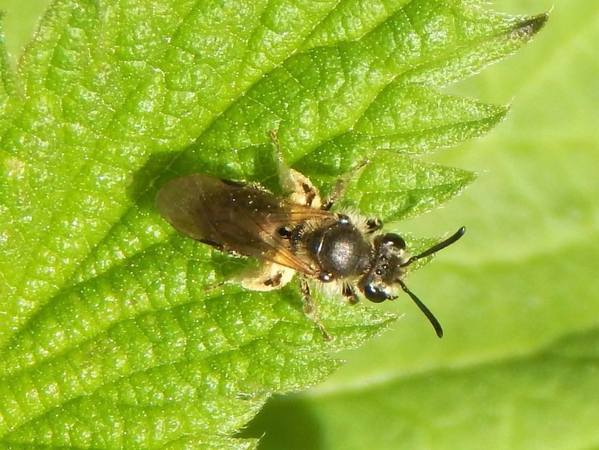 Hymenoptera - Hártyásszárnyúak