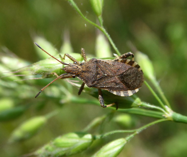 Ceraleptus gracilicornis - tüskéslábú karimáspoloska