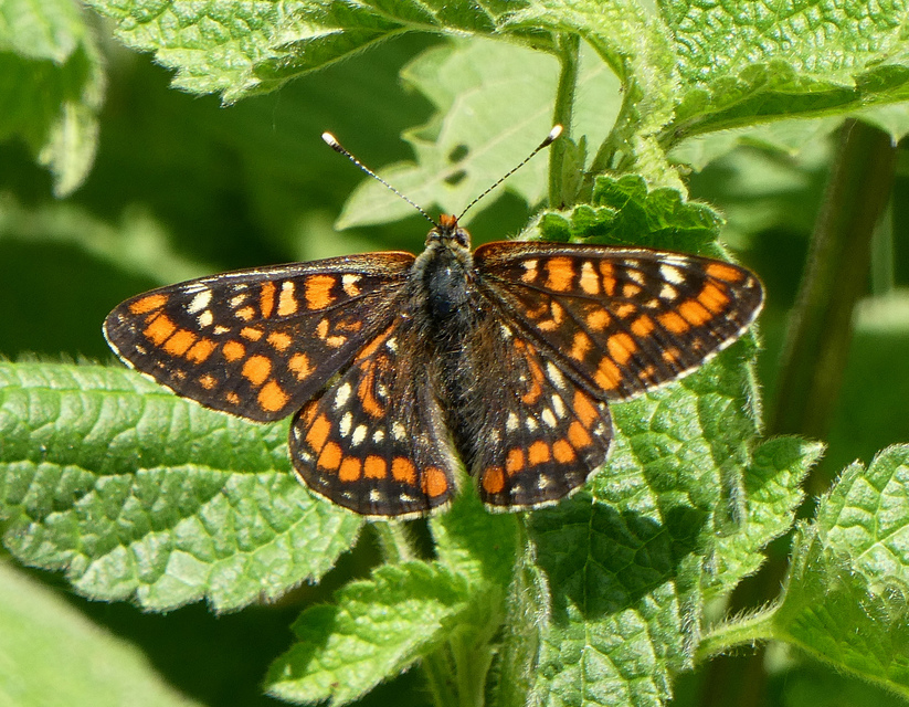 Euphydryas maturna - díszes tarkalepke