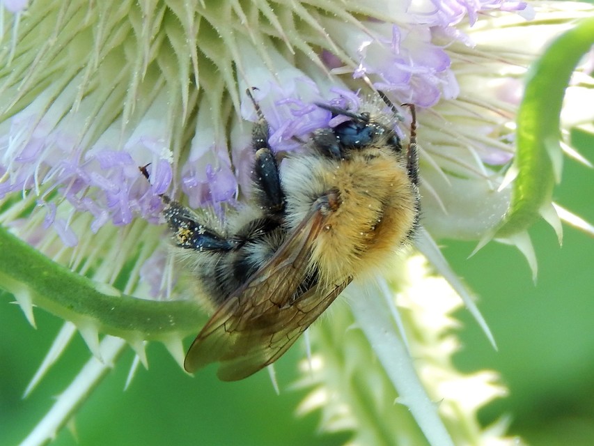 Hymenoptera - Hártyásszárnyúak