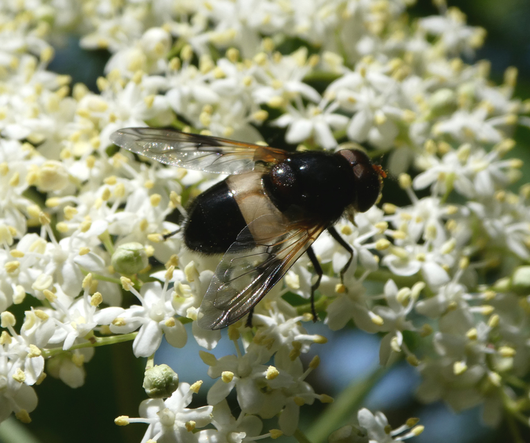 Volucella pellucens - üvegpotrohú pihelégy
