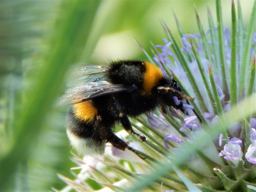 Bombus terrestris/lucorum