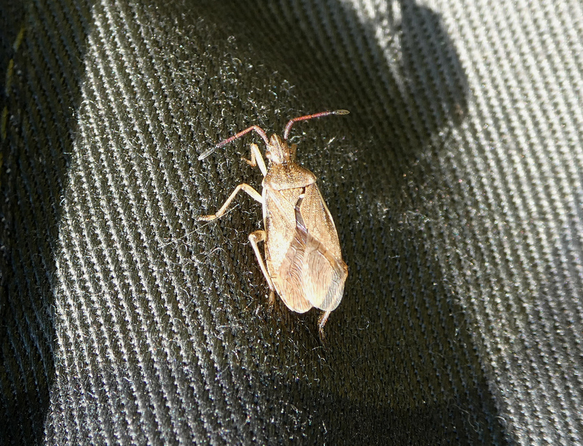 Ceraleptus lividus