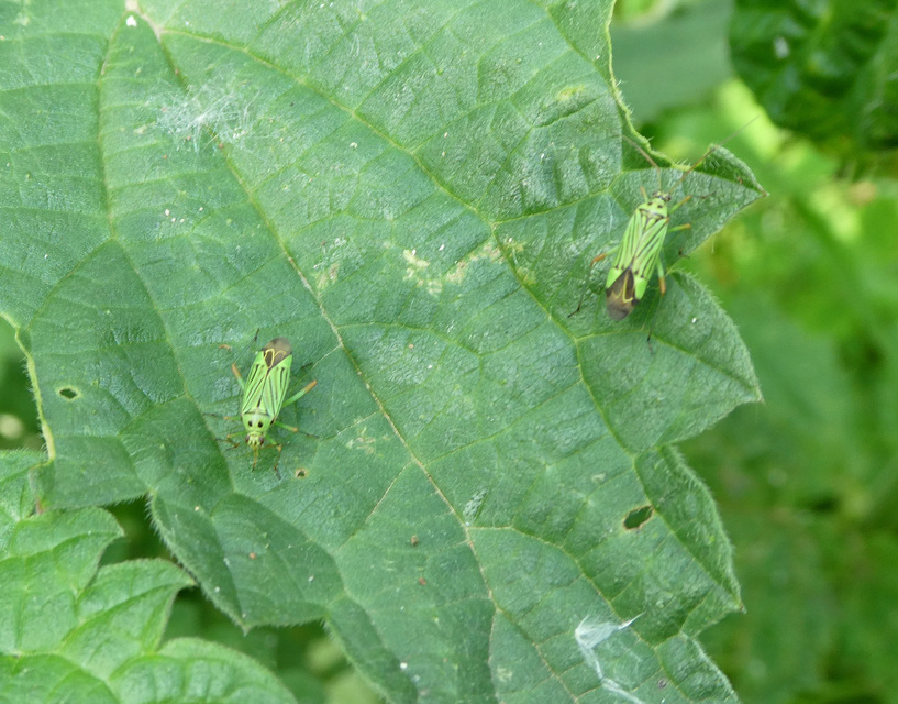 Mermitelocerus schmidtii