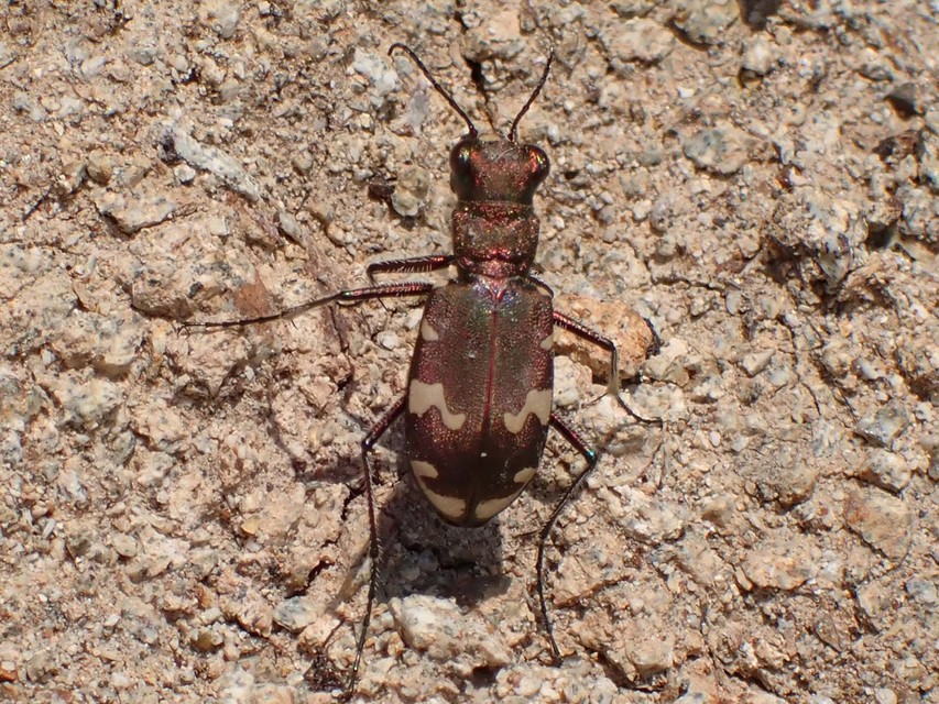 Cicindela sylvicola - erdei homokfutrinka