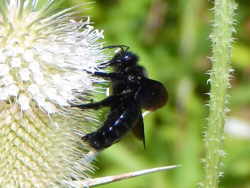 Xylocopa