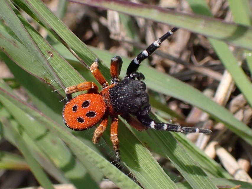 Eresus Eresus