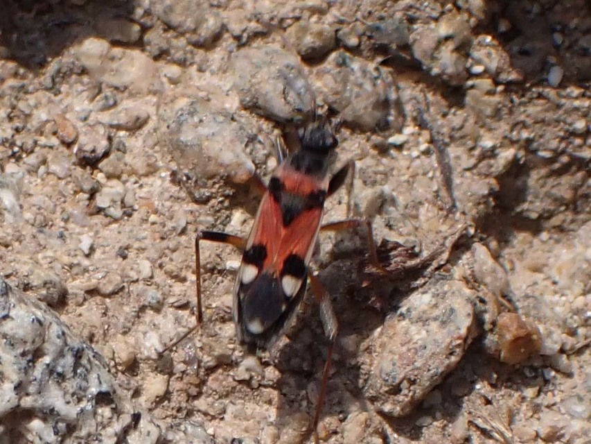Beosus quadripunctatus - pettyes homokibodobács