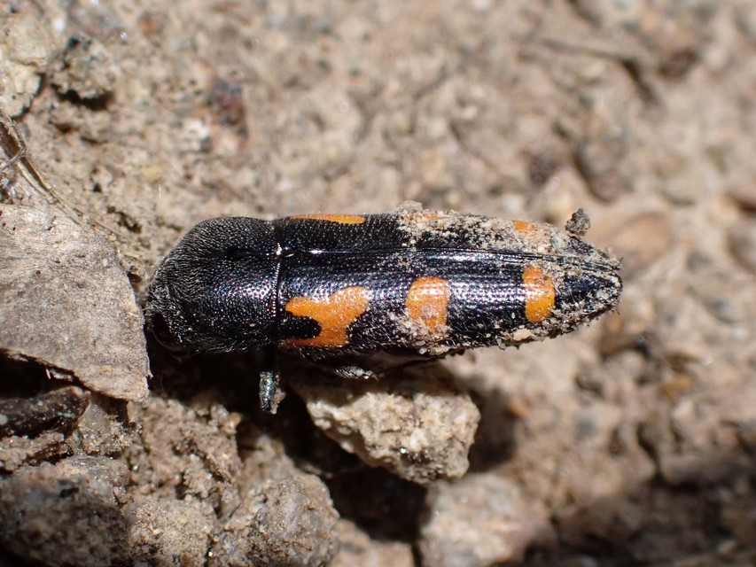 Ptosima undecimmaculata - sárgafoltos díszbogár