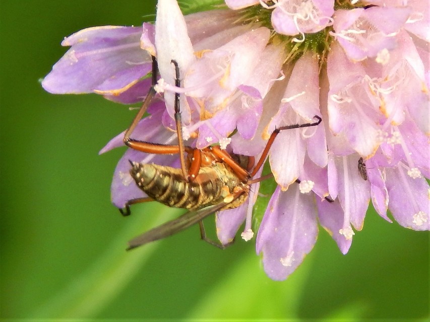 Empididae - táncoslegyek