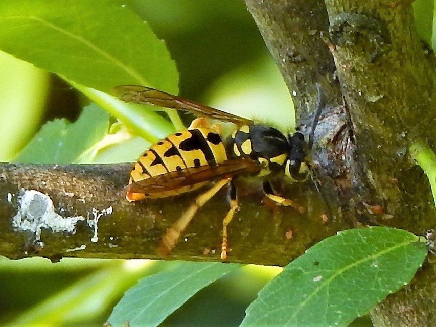 Vespula germanica - német darázs