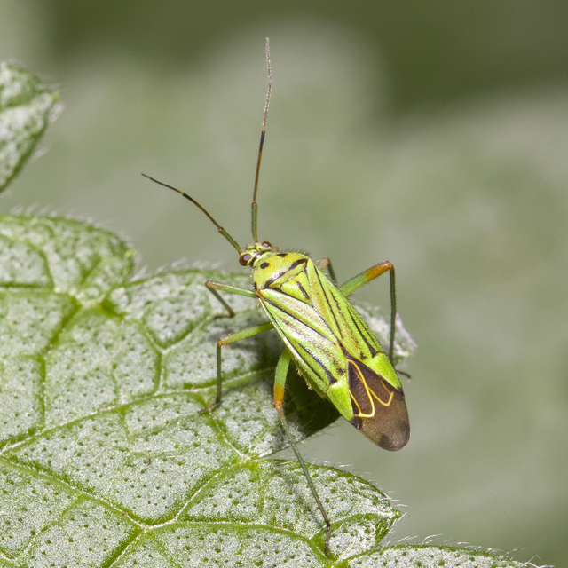 Mermitelocerus schmidtii