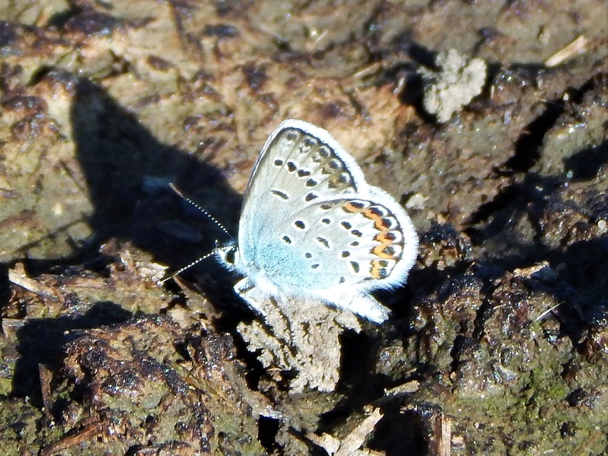 Plebejus argus - ezüstös boglárka