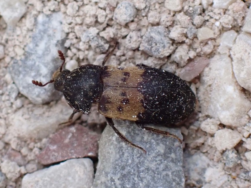 Dermestes lardarius - szalonnaporva Dermestes lardarius - szalonnaporva