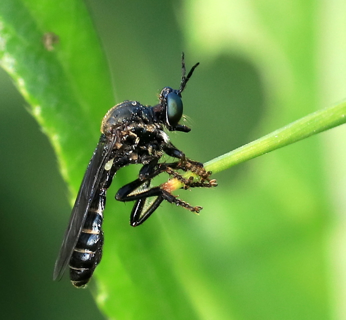 Dioctria atricapilla