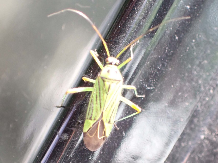 Mermitelocerus schmidtii