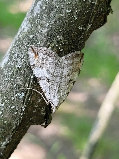 Aplocera efformata/plagiata
