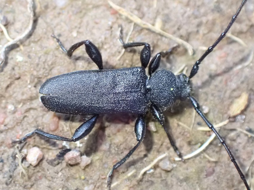 Ropalopus macropus - kis facincér Ropalopus macropus - kis facincér