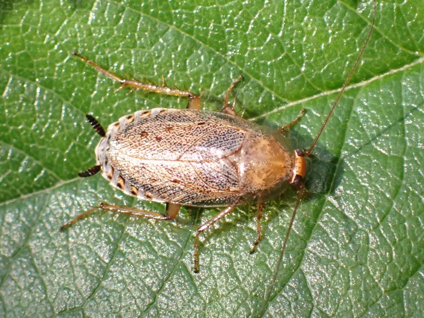 Ectobius