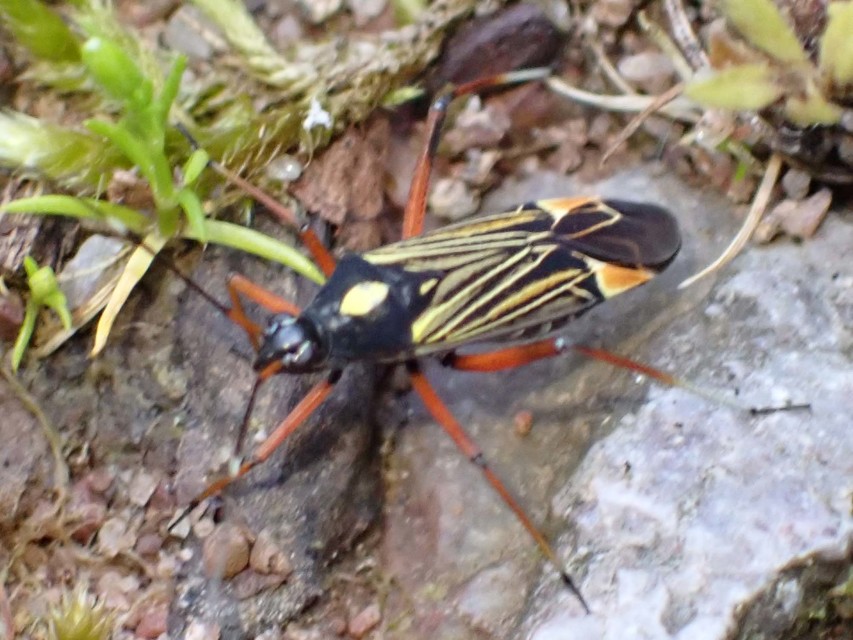 Miris striatus - sávos mezeipoloska