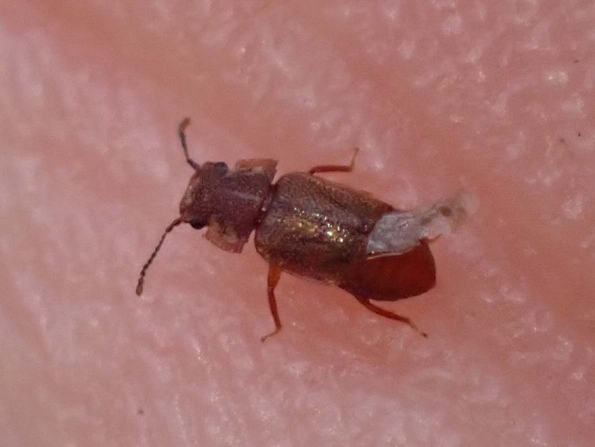 Metopsia similis - pajzsos sutaholyva