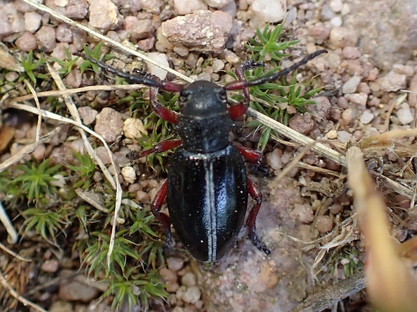 Dorcadion pedestre - kétsávos gyalogcincér