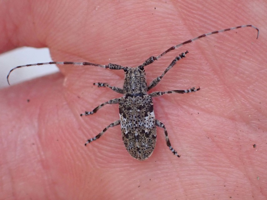 Mesosa nebulosa - ködfoltos cincér