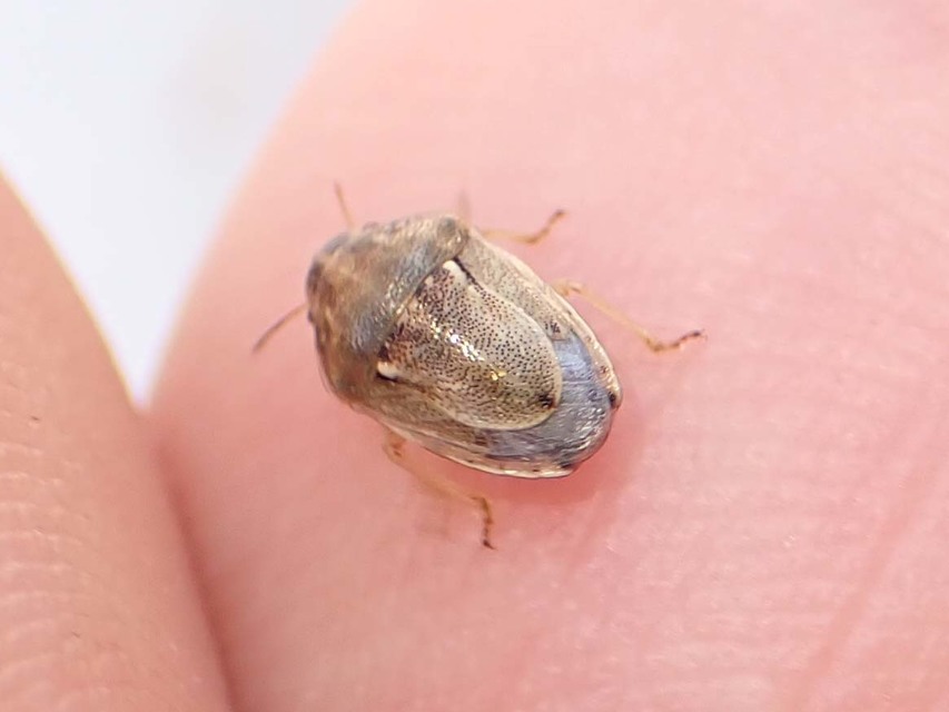 Neottiglossa leporina - sárgahasú címerespoloska Neottiglossa leporina - sárgahasú címerespoloska