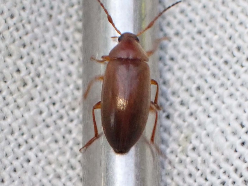 Isomira antennata - vastagcsápú alkonybogár