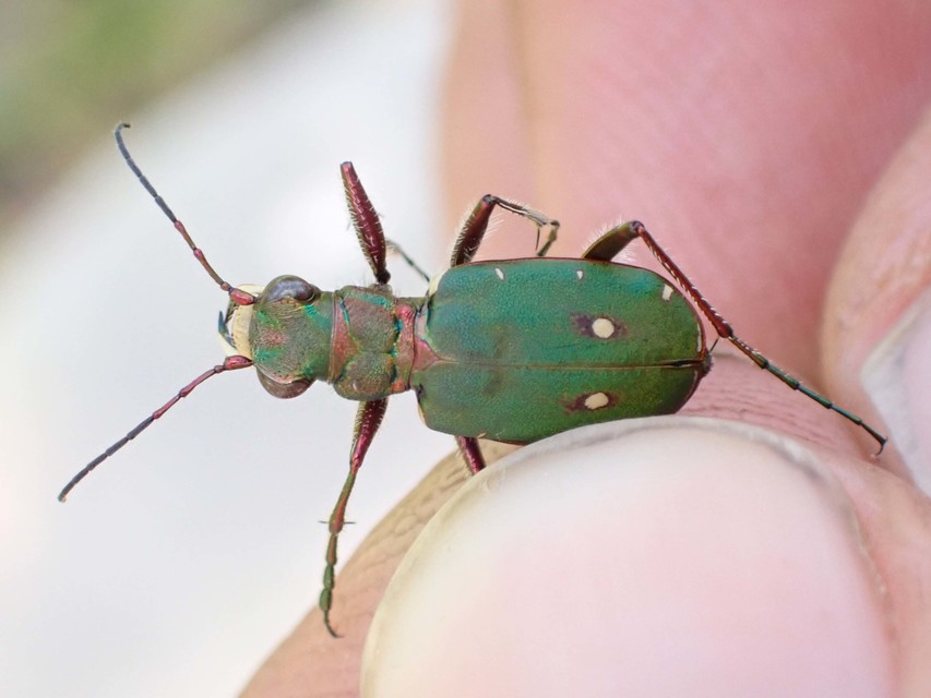 Cicindela campestris - mezei homokfutrinka