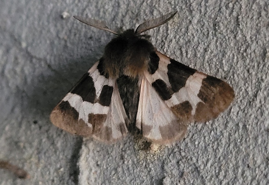 Watsonarctia deserta - tarka medvelepke
