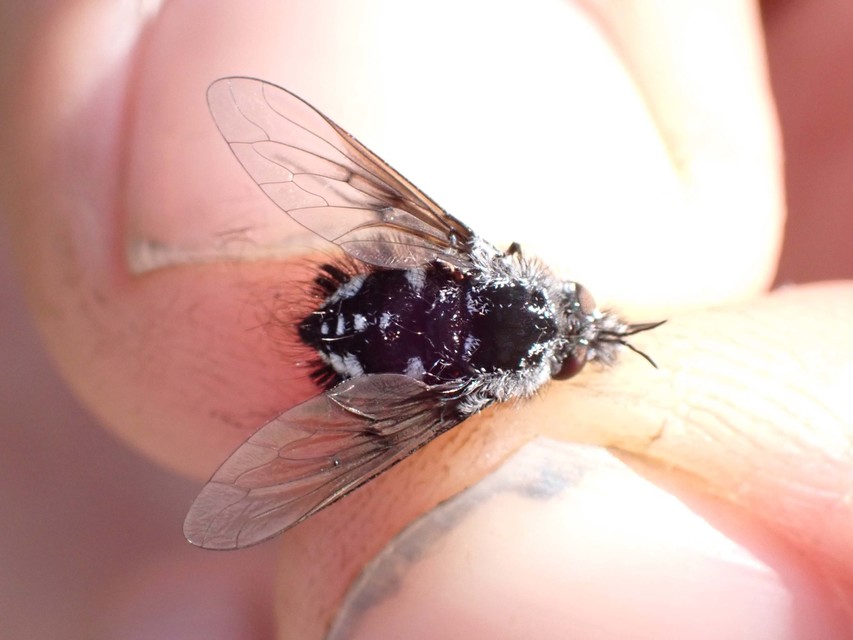 Bombylella atra - ezüstpettyes pöszörlégy